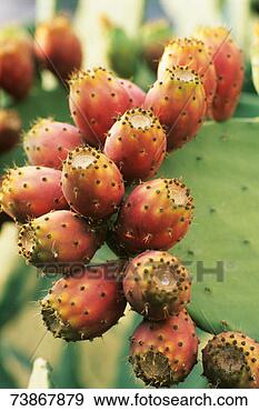 Stock Photograph - italy, prickly 
pear, close-up. 
fotosearch - search 
stock photos, 
pictures, images, 
and photo clipart