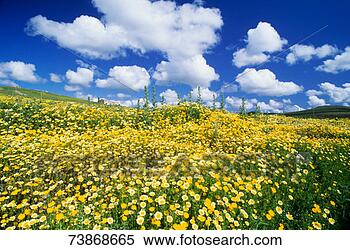 Stock Image - italy, sicily, 
blooming meadow. 
fotosearch - search 
stock photos, 
pictures, images, 
and photo clipart