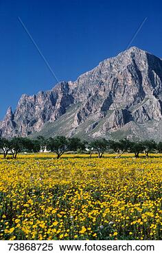 Stock Image - italy, sicily, 
trapani, blooming 
meadow at mount 
cofano. fotosearch 
- search stock 
photos, pictures, 
images, and photo 
clipart