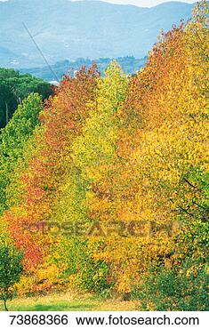 Stock Photo - italy, tuscany, 
autumn trees. 
fotosearch - search 
stock photos, 
pictures, images, 
and photo clipart