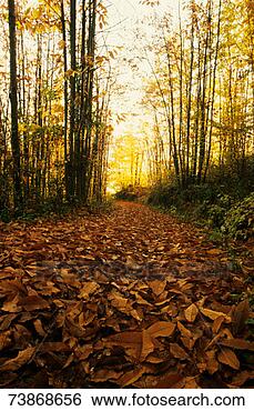 Stock Photo - italy, umbria, 
lazio, chestnut 
wood. fotosearch 
- search stock 
photos, pictures, 
images, and photo 
clipart