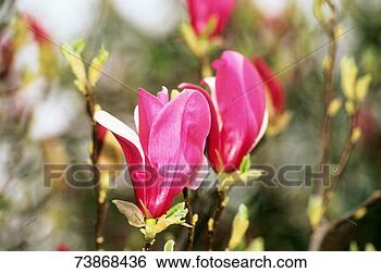 Stock Photo - magnolia blossoming, 
close-up. fotosearch 
- search stock 
photos, pictures, 
images, and photo 
clipart