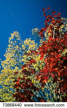 Stock Photography - maple tree in 
autumn, close-up. 
fotosearch - search 
stock photos, 
pictures, images, 
and photo clipart