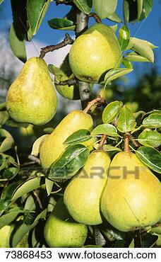 Stock Photo - pears on tree, 
close-up. fotosearch 
- search stock 
photos, pictures, 
images, and photo 
clipart
