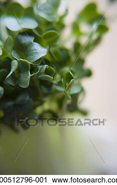 Stock Photography - radish greens, 
close-up (soft 
focus). fotosearch 
- search stock 
photos, pictures, 
images, and photo 
clipart