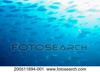 Stock Photography - school of yellowback 
fusiliers (caesio 
xanthonatus), 
underwater view. 
fotosearch - search 
stock photos, 
pictures, images, 
and photo clipart