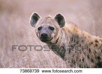 Stock Photograph - south africa, 
kruger national 
park, spotted 
hyena, close-up. 
fotosearch - search 
stock photos, 
pictures, images, 
and photo clipart