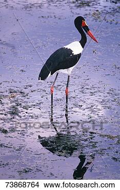 Stock Photo - south africa, 
kruger national 
park, fishing 
saddle billed 
stork. fotosearch 
- search stock 
photos, pictures, 
images, and photo 
clipart