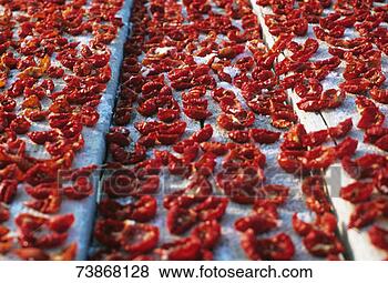 Stock Photo - tomatoes drying 
in sun, close-up. 
fotosearch - search 
stock photos, 
pictures, images, 
and photo clipart