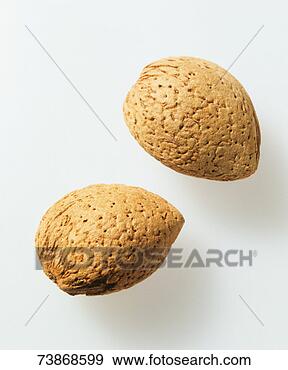 Stock Photograph - two almonds on 
white background. 
fotosearch - search 
stock photos, 
pictures, images, 
and photo clipart