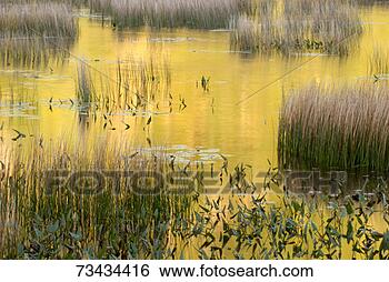 Stock Photo - usa, maine, acadia 
national park. 
fotosearch - search 
stock photos, 
pictures, images, 
and photo clipart