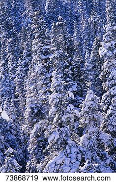 Stock Photograph - usa, utah, bryce 
canyon national 
park, trees in 
snow, close-up. 
fotosearch - search 
stock photos, 
pictures, images, 
and photo clipart