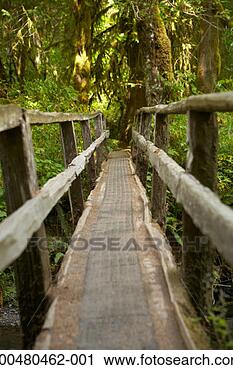 Stock Photography - usa, washington, 
joyce, olympic 
national forest, 
footbridge in 
forest. fotosearch 
- search stock 
photos, pictures, 
images, and photo 
clipart
