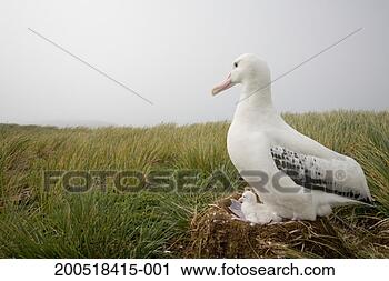 Stock Photography - wandering albatross 
(diomedea exulans) 
on nest in tussock, 
side view. fotosearch 
- search stock 
photos, pictures, 
images, and photo 
clipart