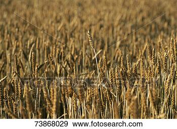 Stock Photograph - wheat field, close-up. 
fotosearch - search 
stock photos, 
pictures, images, 
and photo clipart