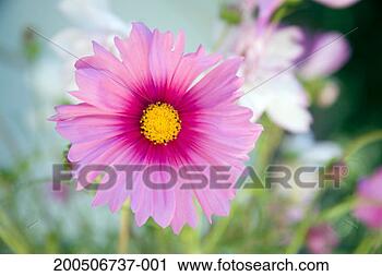 Stock Photography - wildflower, close-up, 
summer. fotosearch 
- search stock 
photos, pictures, 
images, and photo 
clipart