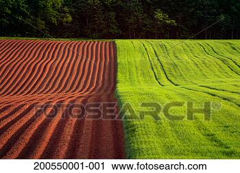 Stock Photography - canada, prince 
edward island, 
potato field and 
spring barley, 
sunrise. fotosearch 
- search stock 
photos, pictures, 
images, and photo 
clipart