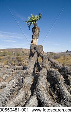 Stock Photography - usa, california, 
joshua tree national 
monument, joshua 
tree. fotosearch 
- search stock 
photos, pictures, 
images, and photo 
clipart