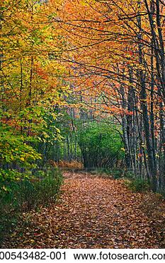 Stock Photography - usa, maine, acadia 
national park, 
footpath in forest, 
autumn. fotosearch 
- search stock 
photos, pictures, 
images, and photo 
clipart