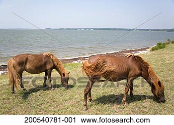 Stock Photography - wild ponies grazing 
near shore, summer. 
fotosearch - search 
stock photos, 
pictures, images, 
and photo clipart