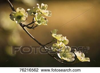 Stock Photo - dogwood branch 
with blossoms 
 sherwood gardens, 
 baltimore. fotosearch 
- search stock 
photos, pictures, 
images, and photo 
clipart