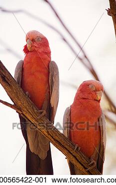 Stock Photography - two parrots perched 
on branch. fotosearch 
- search stock 
photos, pictures, 
images, and photo 
clipart