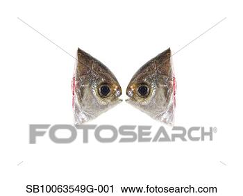 Stock Photography - two fish heads 
on white background, 
side view (digital 
composite). fotosearch 
- search stock 
photos, pictures, 
images, and photo 
clipart