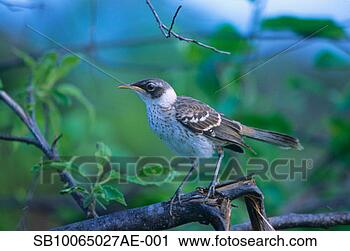 Stock Photography - galapagos mockingbird 
perched on tree 
branch. fotosearch 
- search stock 
photos, pictures, 
images, and photo 
clipart