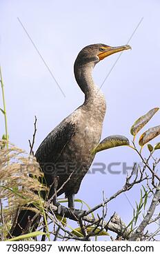 Picture - juvenile double-crested 
cormorant,  phalacrocorax 
auritus everglades. 
fotosearch - search 
stock photos, 
pictures, images, 
and photo clipart