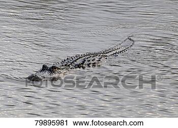 Stock Photography - ridges on back 
of swimming american 
alligator,  alligator. 
fotosearch - search 
stock photos, 
pictures, images, 
and photo clipart