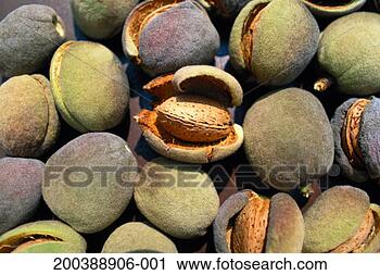 Stock Photography - almonds, full 
frame. fotosearch 
- search stock 
photos, pictures, 
images, and photo 
clipart