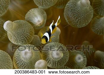Stock Photography - anemonefish (amphiprion 
sp), close-up. 
fotosearch - search 
stock photos, 
pictures, images, 
and photo clipart