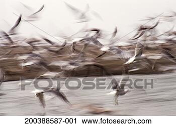 Stock Photography - california gull 
(larus californicus) 
(b&w). fotosearch 
- search stock 
photos, pictures, 
images, and photo 
clipart
