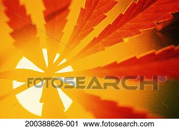 Stock Photography - cannabis leaf 
(cannabis sativa) 
against sun, close-up. 
fotosearch - search 
stock photos, 
pictures, images, 
and photo clipart