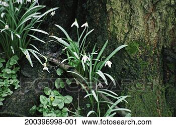 Stock Photography - common snowdrops 
(galanthus nivalis). 
fotosearch - search 
stock photos, 
pictures, images, 
and photo clipart