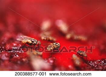 Stock Photography - flies on blood 
of slaughtered 
sheep, close-up. 
fotosearch - search 
stock photos, 
pictures, images, 
and photo clipart