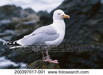 Stock Photography - herring gull (larus 
argentatus) on 
rock near sea. 
fotosearch - search 
stock photos, 
pictures, images, 
and photo clipart