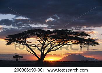Stock Photography - kenya, amboseli 
national park, 
umbrella tree 
(acacia tortilis), 
sunset. fotosearch 
- search stock 
photos, pictures, 
images, and photo 
clipart