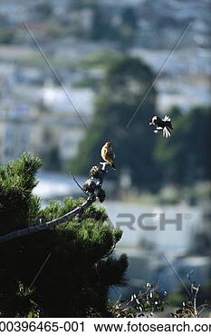 Stock Photography - mockingbird harassing 
kestrel perched 
on branch. fotosearch 
- search stock 
photos, pictures, 
images, and photo 
clipart