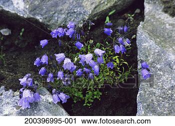 Stock Photography - scottish bluebells 
(campanula rotundifolia). 
fotosearch - search 
stock photos, 
pictures, images, 
and photo clipart