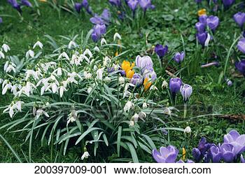 Stock Photography - snowdrops (galanthus 
nivalis) and crocuses 
(crocus vernus). 
fotosearch - search 
stock photos, 
pictures, images, 
and photo clipart