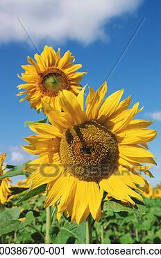 Stock Photography - sunflowers (helianthus 
annuus). fotosearch 
- search stock 
photos, pictures, 
images, and photo 
clipart