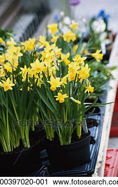 Stock Photography - trumpet daffodils. 
fotosearch - search 
stock photos, 
pictures, images, 
and photo clipart