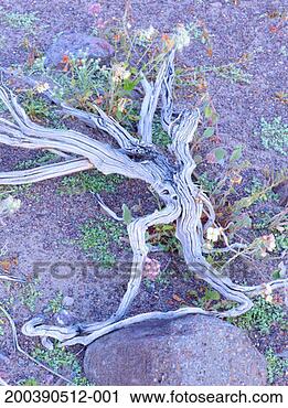 Stock Photography - usa, california, 
death valley, 
ibex dunes, creosote 
bush (larrea sp). 
fotosearch - search 
stock photos, 
pictures, images, 
and photo clipart