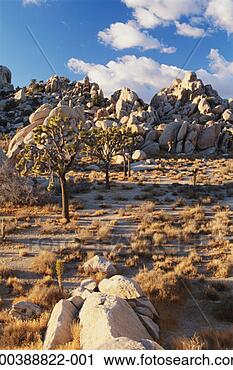 Stock Photography - usa, california, 
joshua tree np 
joshua trees by 
rock formations. 
fotosearch - search 
stock photos, 
pictures, images, 
and photo clipart