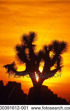 Stock Photography - usa, california, 
joshua tree national 
monument, joshua 
tree, sunset. 
fotosearch - search 
stock photos, 
pictures, images, 
and photo clipart