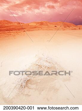 Stock Photography - usa, california, 
providence mountains, 
kelso sand dunes, 
sagebrush. fotosearch 
- search stock 
photos, pictures, 
images, and photo 
clipart