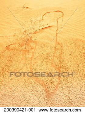 Stock Photography - usa, california, 
providence mountains, 
kelso sand dunes, 
sagebrush. fotosearch 
- search stock 
photos, pictures, 
images, and photo 
clipart