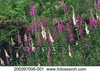 Stock Photography - wild foxglove 
(digitalis purpurea), 
summer. fotosearch 
- search stock 
photos, pictures, 
images, and photo 
clipart