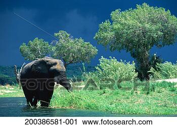 Stock Photography - zimbabwe, zambezi, 
elephant (loxodonta 
africana) in stream. 
fotosearch - search 
stock photos, 
pictures, images, 
and photo clipart
